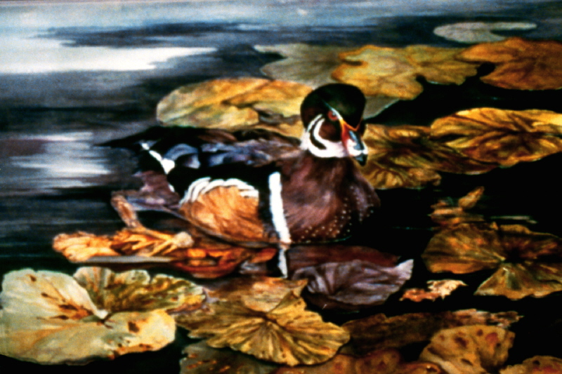 wood duck pictures. Wood Duck #1. Watercolor