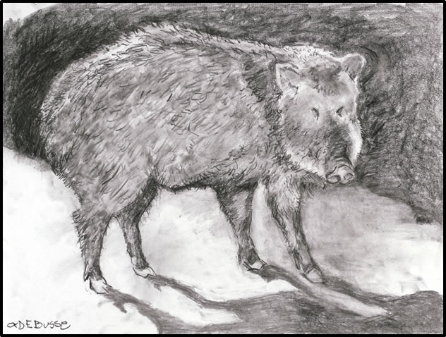 Javelina